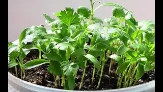PETRUSHA AND CELERY. HOW TO ACCELERATE THE SIMILARITY OF SEEDS THREE TIMES