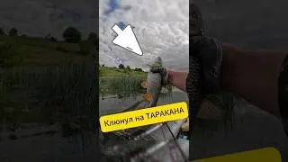 Caught a chub on a cockroach #fishing #рыбалка