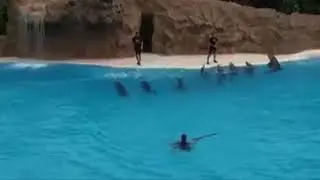Çok güzel balina videosu :)