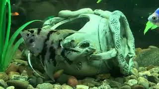 Аквариумные 