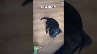 Будешь яблочко?🍏#собака #собаки #щенки #животные #юмор #puppy #animals #dog #dogs #labrador #humor