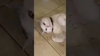 Хвост на лапу  и море по колено 😁 Привет вам от Оскара 🐈
