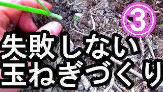 失敗しない玉ねぎづくり第三弾 病気にならないための工夫