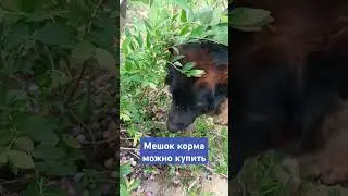 #тимасветлогорских