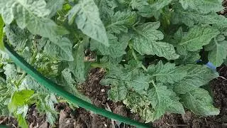 И ЕЩЁ РАЗ О ФОРМИРОВАНИИ ТОМАТОВ ПРОЕКТА ГНОМЫ 🍅🍅🍅 2023 г
