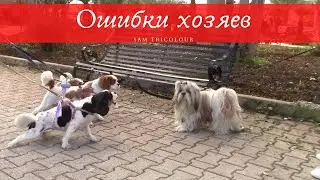Как НЕЛЬЗЯ реагировать на лай / Воспитание собаки