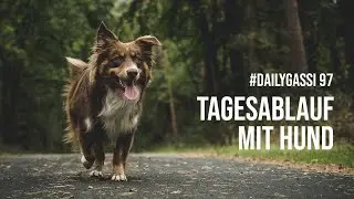 Tagesablauf mit Hund [DailyGassi #97]