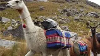 The Use of Llamas in Chavin Culture
