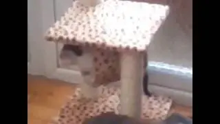 Tammy the kitten playing 12 06 2013 010