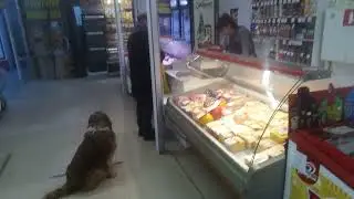 Дворняжки и человек