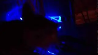 Stella the Bengal cat doesn't play nice