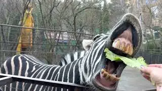Зебра Мира угощается и поют попугаи Ара!)🦓🌿🦜🦜🦜 Сказка❤️