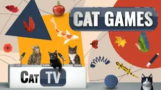 CAT Games | Ultimate Cat TV Compilation Vol 17 | 2 HOURS 🐝🐞🦋🦎🦜🐜🐭🧵