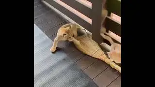 Friendship between a lioness and a kitten