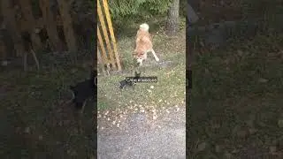 Милые и не очень, наши животные.