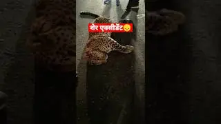 शेर का एक्सीडेंट हो गया😞 #shorts #shortvideo #short #shortsfeed #viral