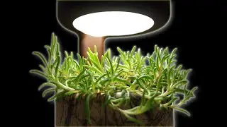 Lamp with live succulent