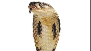 snek meme