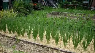 Опилки, способы применения в саду и огороде. Опилки как удобрение. Опилки как мульча.