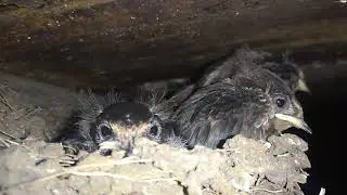 There were eggs and there was a gang of flyers