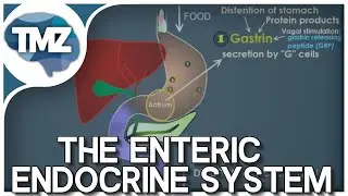 GI Tract Control: Gastrin, CCK, Secretin, Motilin and Gastric Inhibitory Peptide  (Updated Audio!)