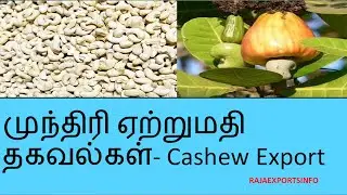 Cashew Exports Information in Tamil   || முந்திரி ஏற்றுமதி தகவல்கள்   || RajaExportsInfo