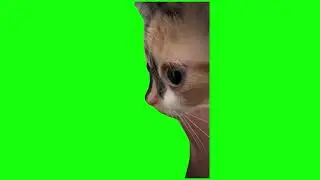 kitten stare with trumpet music meme (green screen)