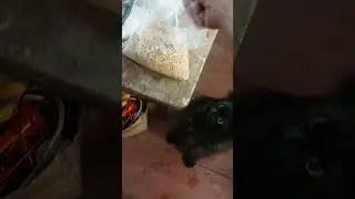 Тест корму