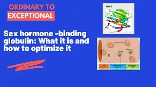 Sex Hormone Binding Globulin: What It Is And How To Dial It In