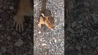 #chipmunk #chipmunkcheeks #commentary #lol #camping2023