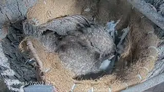 Great Horned Owl Family and My Apologies