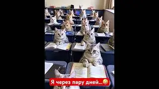 Котики 🐈 Я через пару дней … Back to school #cat #юмор #catvideos #funny  #мем #кот #backtoschool