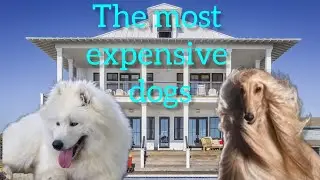 Exploring the World of High-End Canines: The Most Expensive Dogs