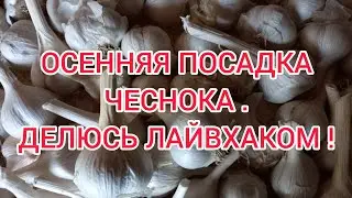 ОСЕННЯЯ ПОСАДКА ЧЕСНОКА! ДЕЛЮСЬ ИНТЕРЕСНЫМ ЛАЙФХАКОМ ПОСАДКИ!!! 👍👍