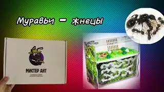 Моя новая муравьиная ферма от Мистер Ант!