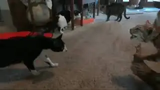 When the cat see the statue of cat other || Kitty Poppins