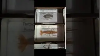 тигровая креветка и белый хрущ