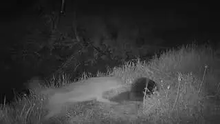 Beaver fends off multiple coyotes - Irving TX