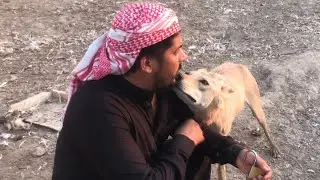 دخلنَ للمحميه الذئاب صار فترا ما داخلينه شوف شلون الفحل عرفني النثيه استقربت