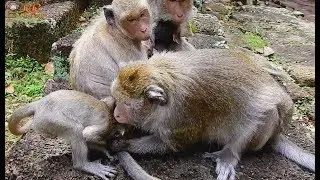 Nasty mom Dolly bite neck her baby Sweety | Sweety cry loudly cos request milk .