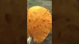 Pulled the snake out of its hole by its tail