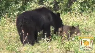 Mother Bear and Bear Cub - Wild Animals - Flashcards For Kids