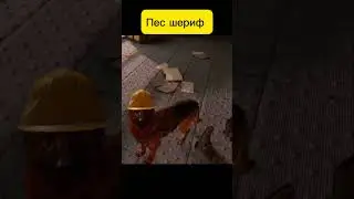 ПесШериф#2022 #2023 #subscribe #vr #врек #приколы #рекомендации #шортс #escapefromtarkov