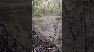наловив карасів 