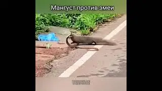 Мангуст против змеи