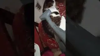 Лизонька не даёт пылесосить стул