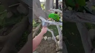 Parrot Wants the Nom Noms!