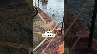 С таким гусём и собаки не надо😊 #shortvideo #shorts #юмор
