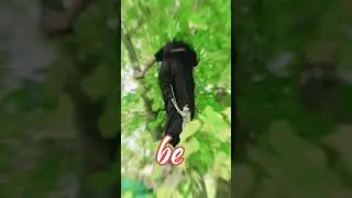 First Day to practice climb on tree☺️