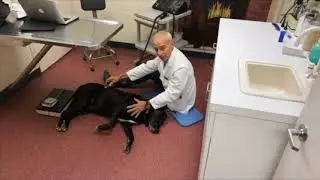 Highlights: WatchdogMary Interviewing Dr. Ron Hirschberg on PhotoBioModulation